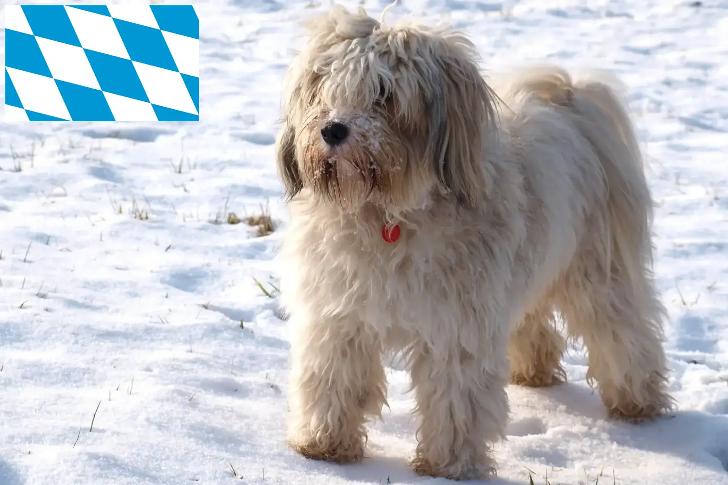 Read more about the article Tibeti terrier tenyésztők és kiskutyák Bajorországban