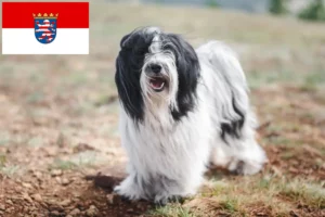 Read more about the article Tibeti terrier tenyésztők és kiskutyák Hessenben