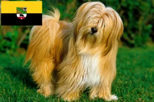 Read more about the article Tibeti terrier tenyésztők és kölykök Szász-Anhaltban