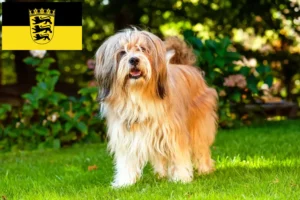 Read more about the article Tibeti terrier tenyésztők és kölykök Baden-Württembergben