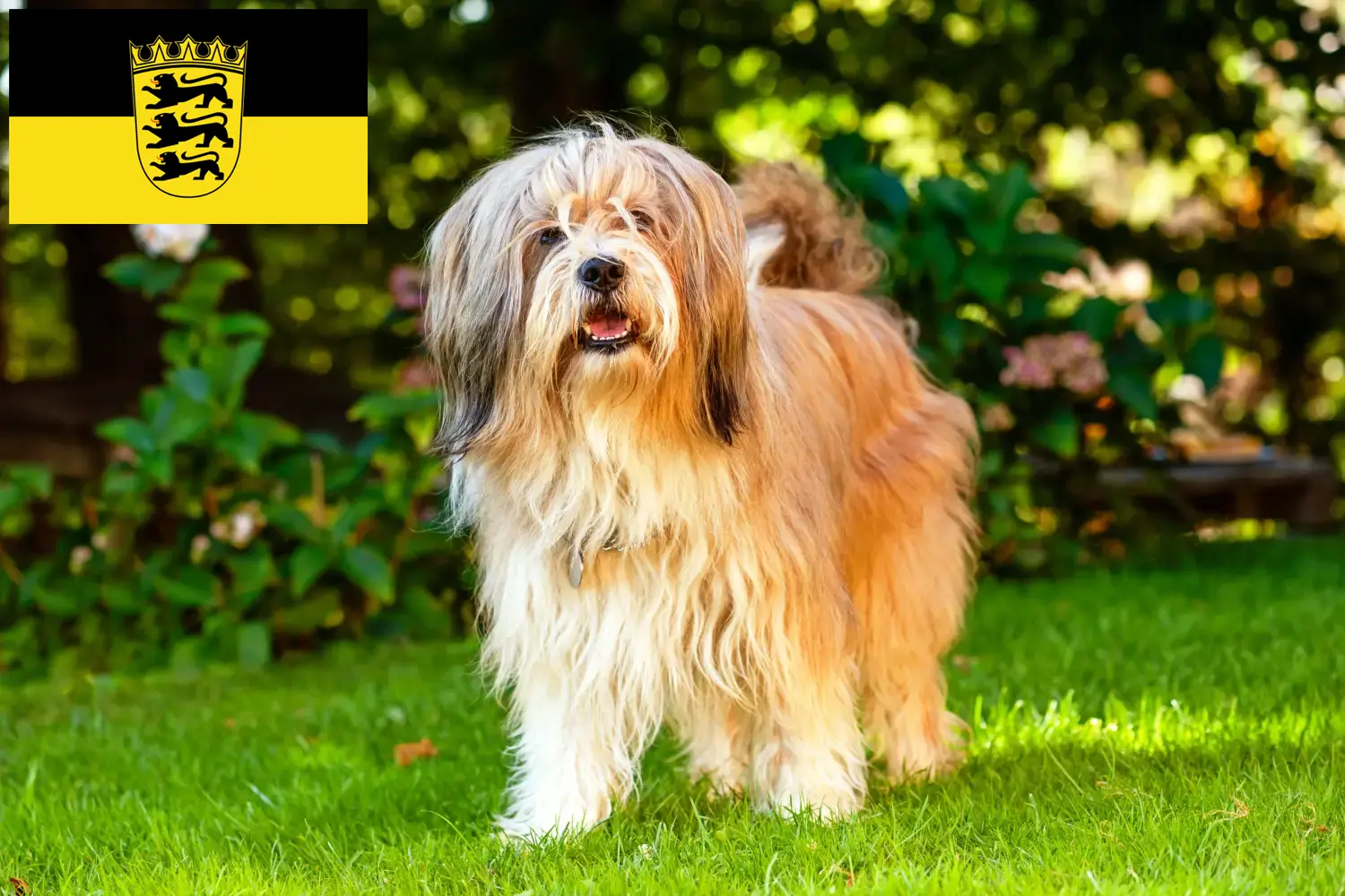 Read more about the article Tibeti terrier tenyésztők és kölykök Baden-Württembergben