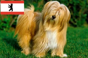 Read more about the article Tibeti terrier tenyésztők és kiskutyák Berlinben
