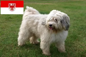 Read more about the article Tibeti terrier tenyésztők és kölykök Brandenburgban