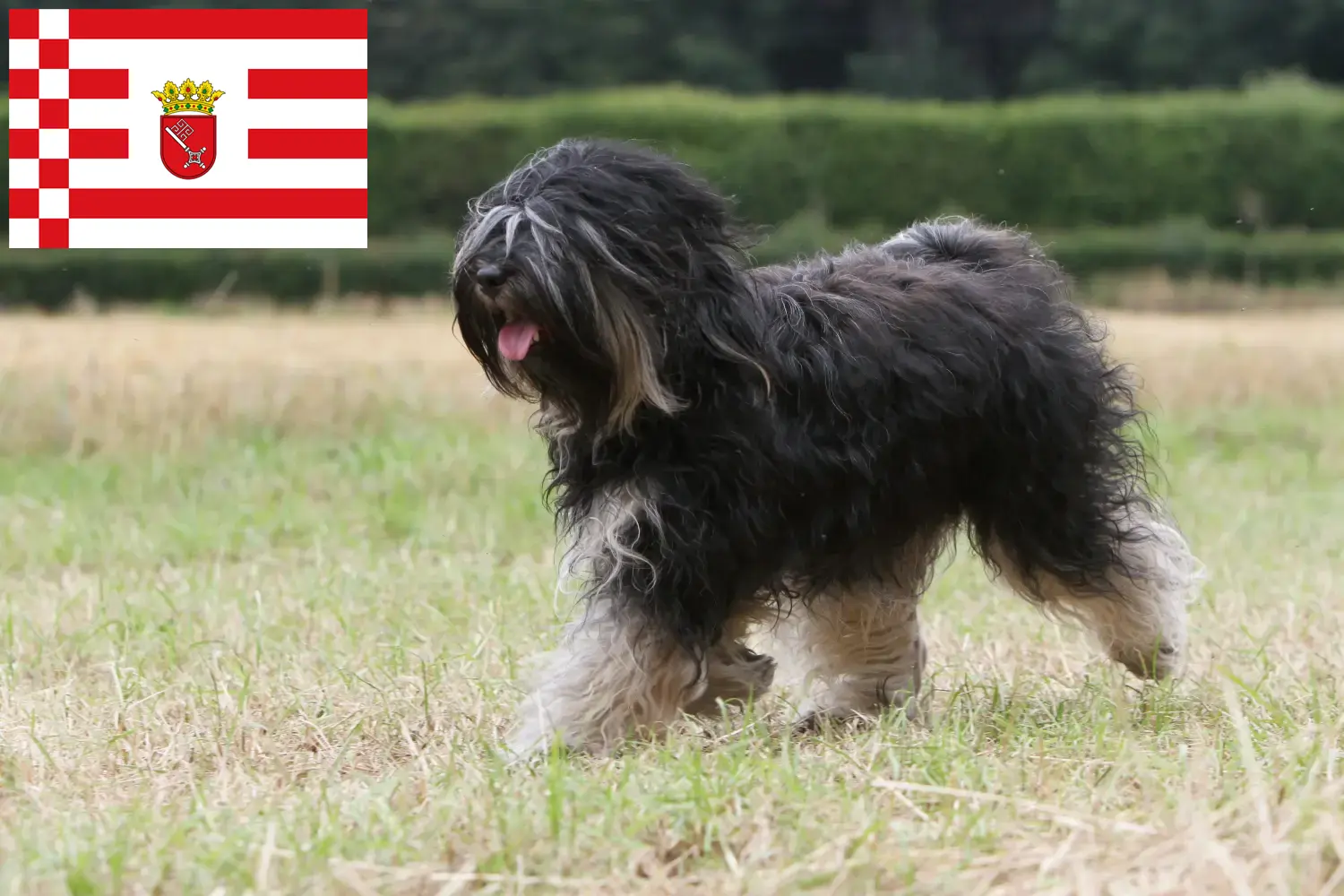 Tibeti terrier kölykök és tenyésztők Bremen Itt találhatsz tibeti terrier tenyésztőket Brémában.