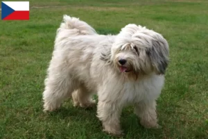 Read more about the article Tibeti terrier tenyésztők és kölykök Csehországban