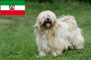 Read more about the article Tibeti terrier tenyésztők és kiskutyák Észak-Rajna-Vesztfália területén