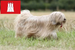 Read more about the article Tibeti terrier tenyésztők és kölykök Hamburgban