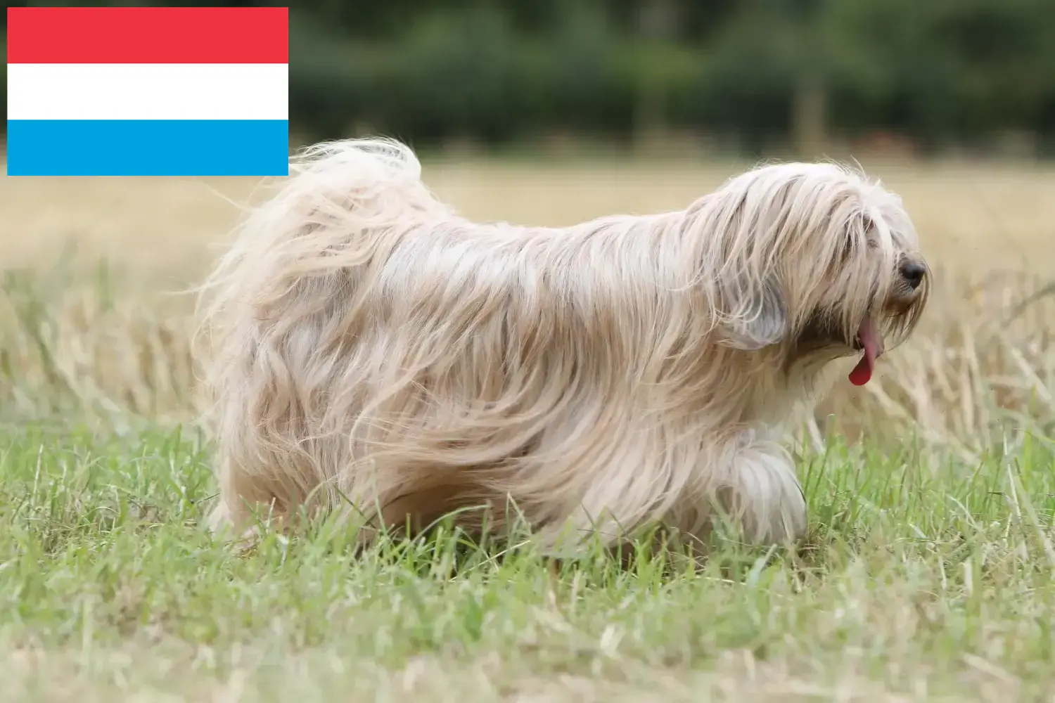 Tibeti terrier kiskutyák és tenyésztők Luxemburg Keress tibeti terrier tenyésztőket Luxemburgban.