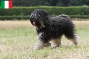 Read more about the article Tibeti terrier tenyésztők és kölykök Olaszországban