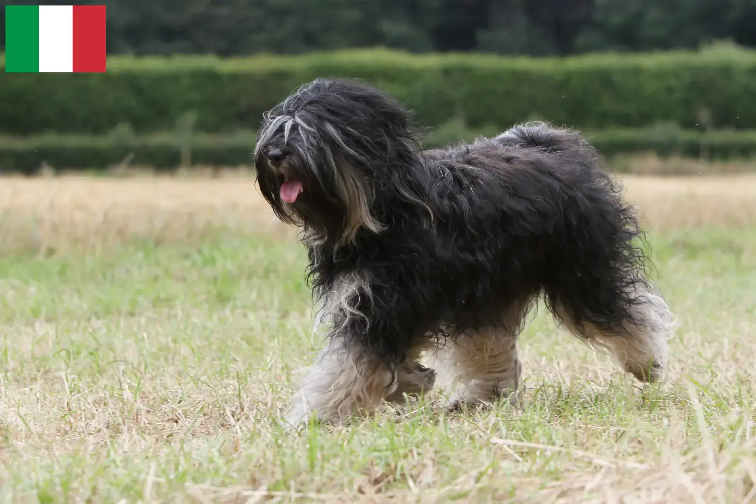 Tibeti terrier kiskutyák és tenyésztők Olaszország Keress tibeti terrier tenyésztőket Olaszországban.