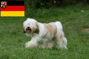 Read more about the article Tibeti terrier tenyésztők és kiskutyák Rajna-vidék-Pfalzban