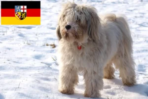 Read more about the article Tibeti terrier tenyésztők és kiskutyák Saar-vidéken