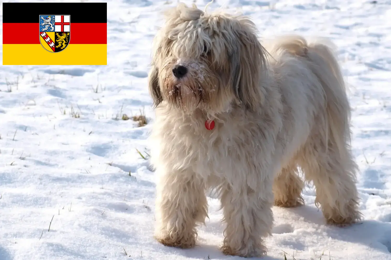 Read more about the article Tibeti terrier tenyésztők és kiskutyák Saar-vidéken