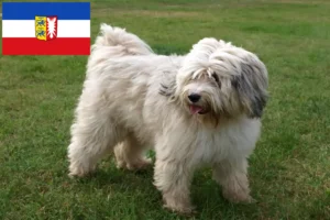 Read more about the article Tibeti terrier tenyésztők és kiskutyák Schleswig-Holstein tartományban