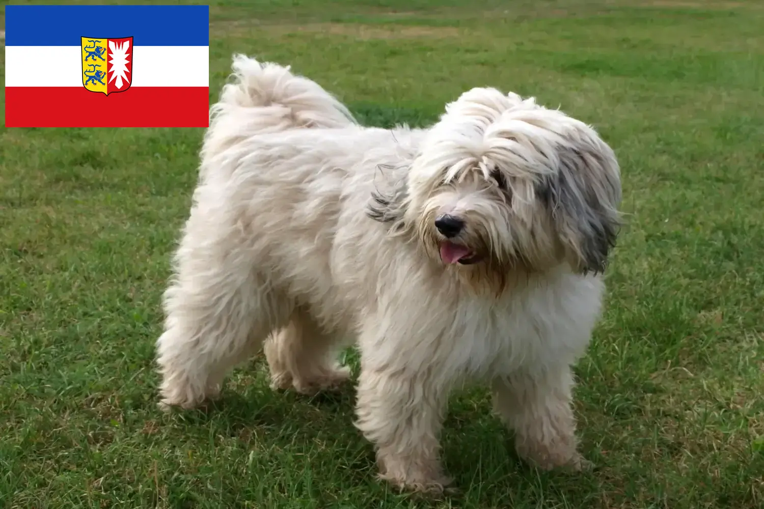 Read more about the article Tibeti terrier tenyésztők és kiskutyák Schleswig-Holstein tartományban