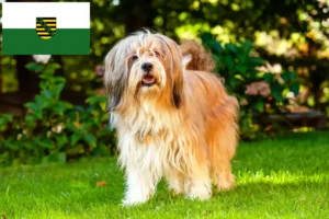 Read more about the article Tibeti terrier tenyésztők és kölykök Szászországban