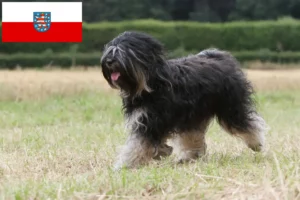 Read more about the article Tibeti terrier tenyésztők és kölykök Türingiában