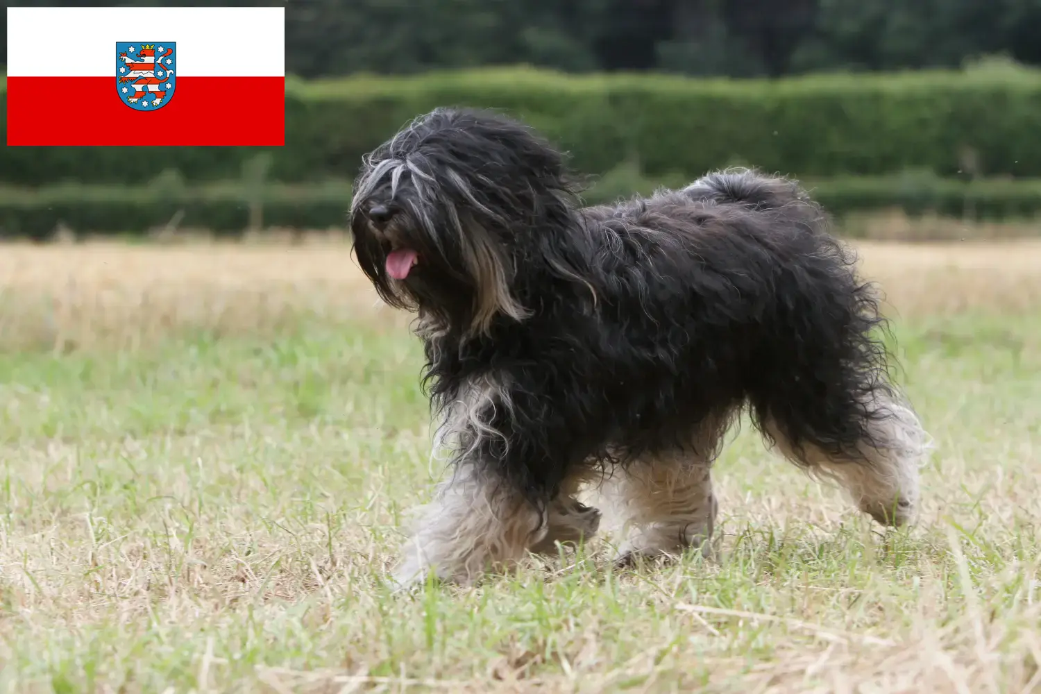 Read more about the article Tibeti terrier tenyésztők és kölykök Türingiában