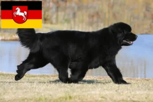 Read more about the article Newfoundland tenyésztők és kiskutyák Alsó-Szászországban