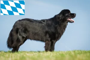 Read more about the article Újfundlandi tenyésztők és kölykök Bajorországban