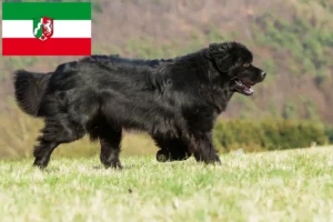Read more about the article Újfundlandi tenyésztők és kölykök Észak-Rajna-Vesztfália területén