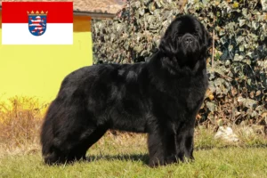 Read more about the article Újfundlandi tenyésztők és kölykök Hessenben