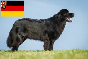 Read more about the article Újfundlandi tenyésztők és kiskutyák Rajna-vidék-Pfalzban