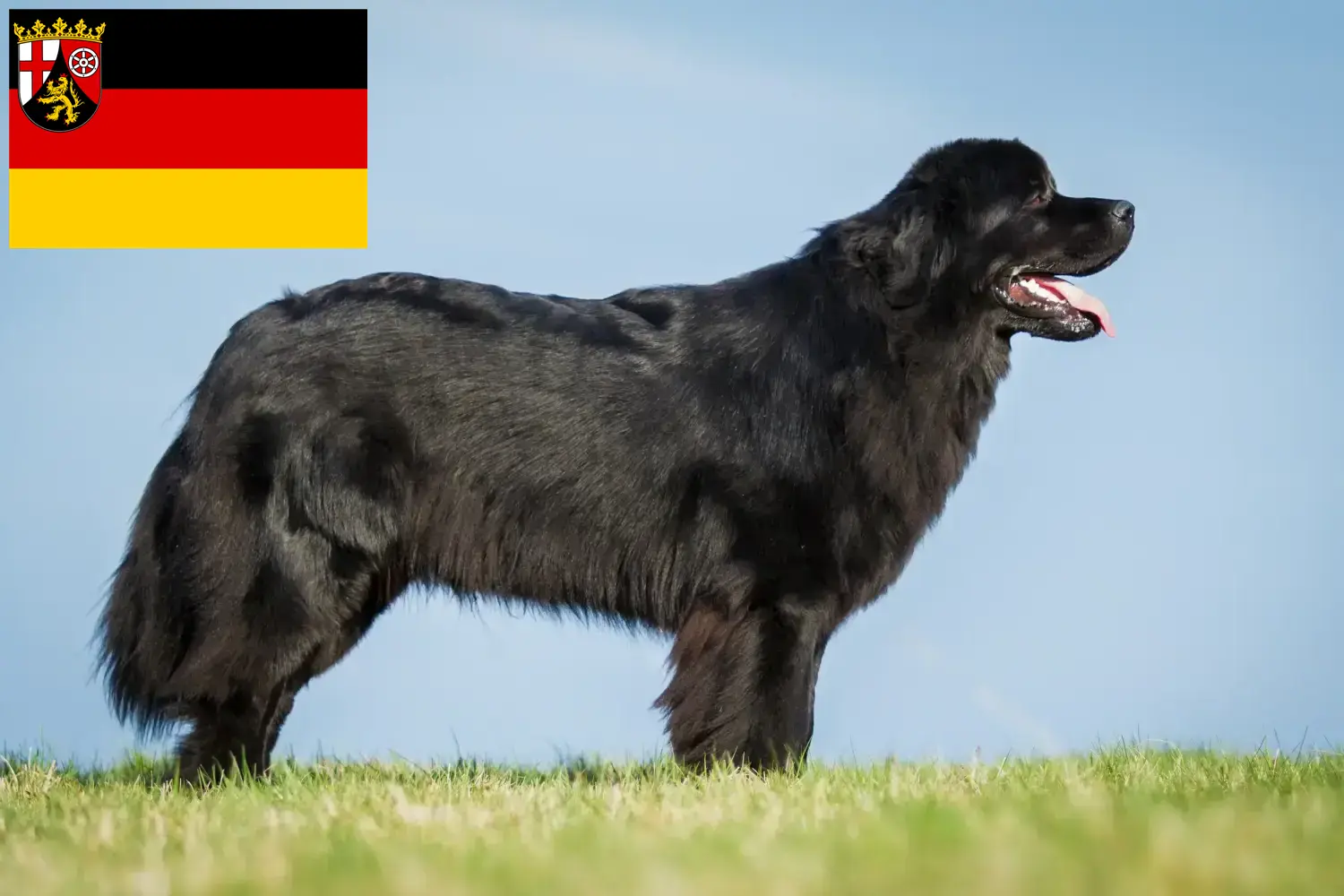 Újfundlandi kölyökkutyák és tenyésztők Rajna-vidék-Pfalz Itt találhat újfundlandi tenyésztőket Rajna-vidék-Pfalzban.