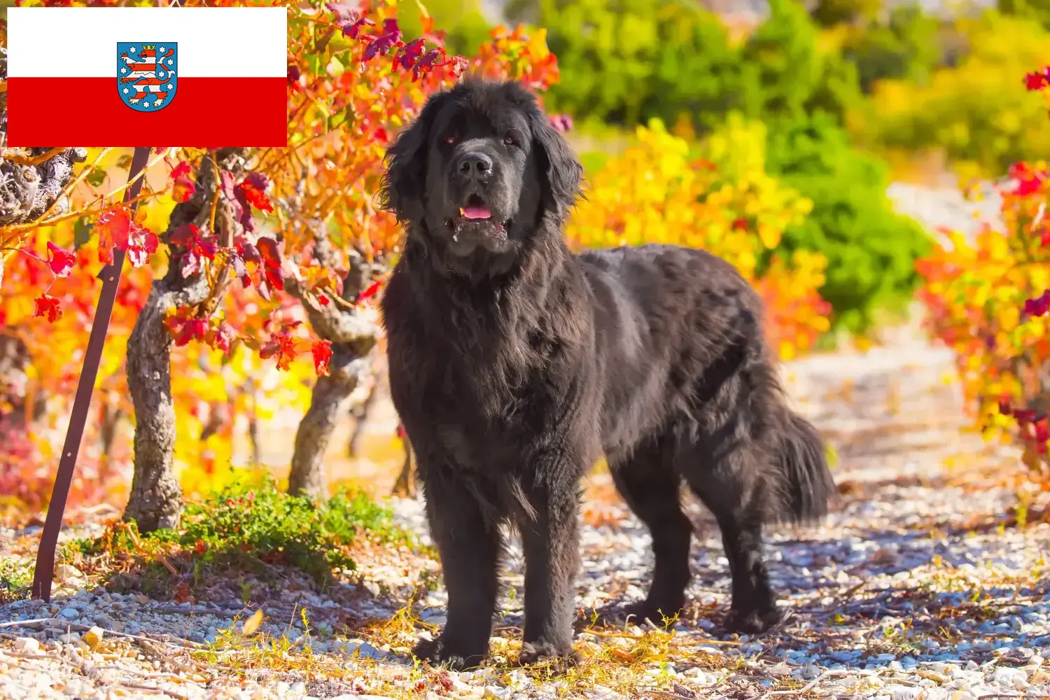 Read more about the article Újfundlandi tenyésztők és kölykök Türingiában