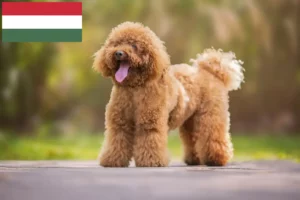 Read more about the article Uszkár tenyésztők és kölykök Magyarországon