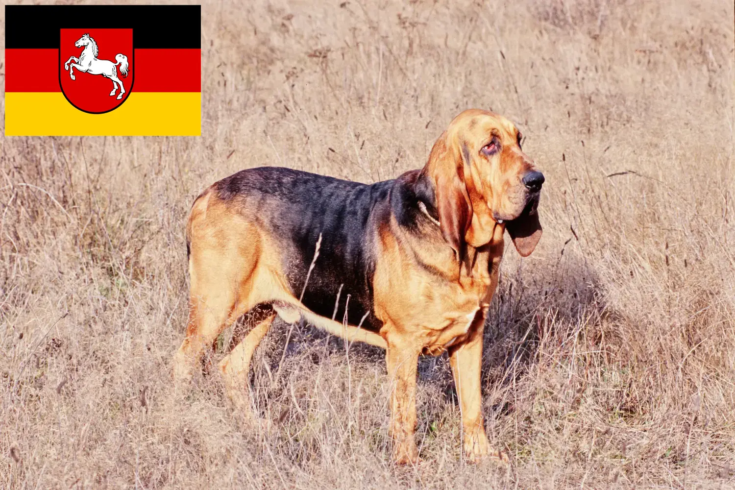 Véreb kölyökkutyák és tenyésztők Alsó-Szászország Itt találhat Bloodhounds tenyésztőket Alsó-Szászországban.