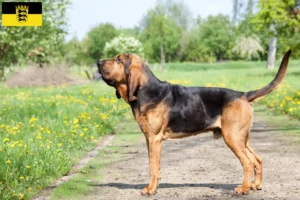 Read more about the article Véreb tenyésztők és kiskutyák Baden-Württembergben