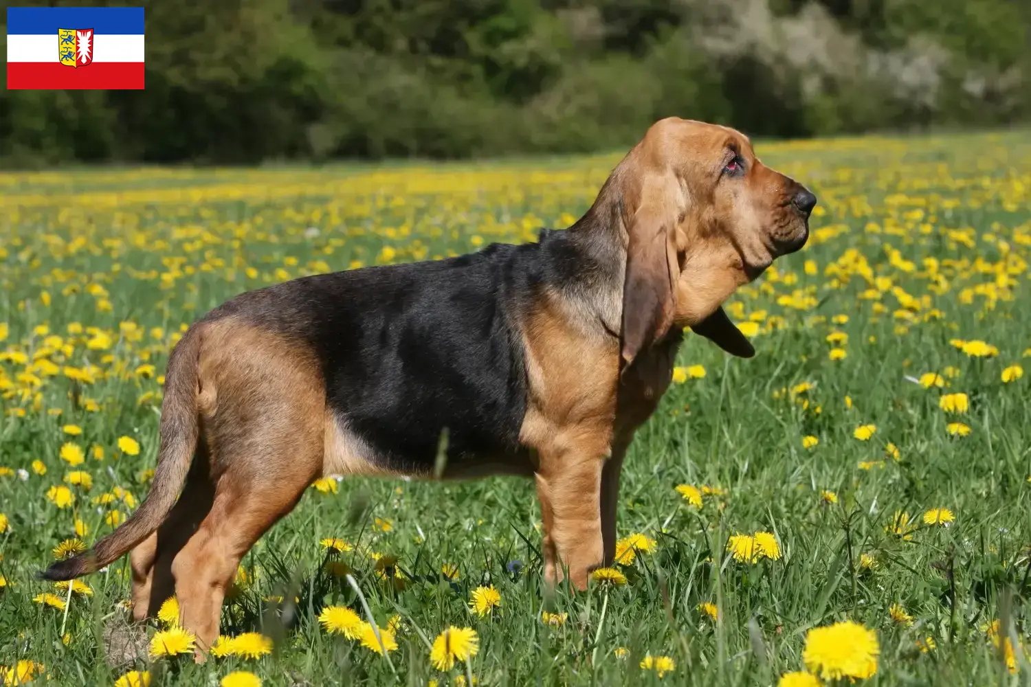 Véreb kölyökkutyák és tenyésztők Schleswig-Holstein Itt találhat Bloodhounds tenyésztőket Schleswig-Holstein területén.