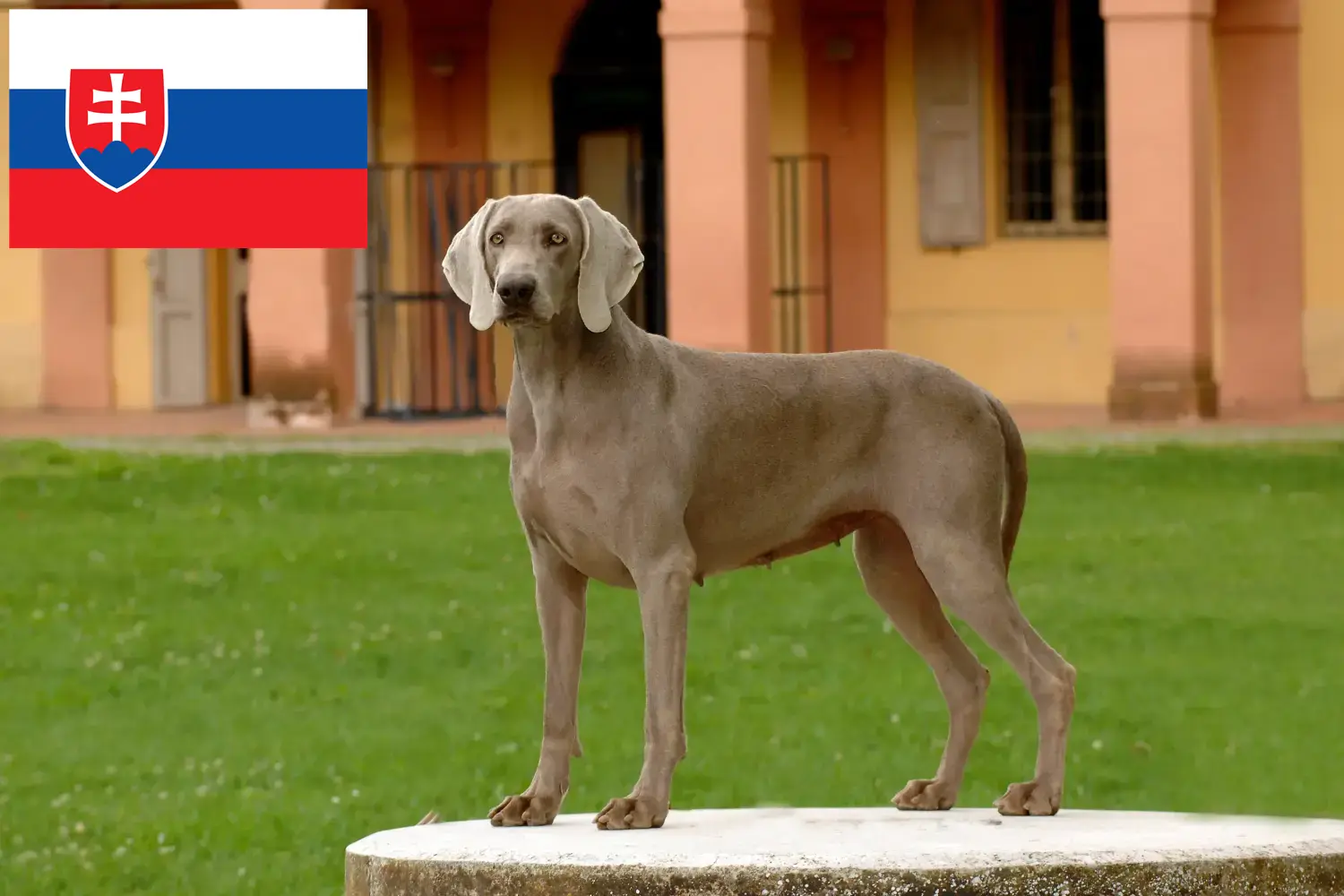 Weimaraer kölykök és tenyésztők Szlovákia Itt megtalálja a szlovákiai weimaraer tenyésztőket.