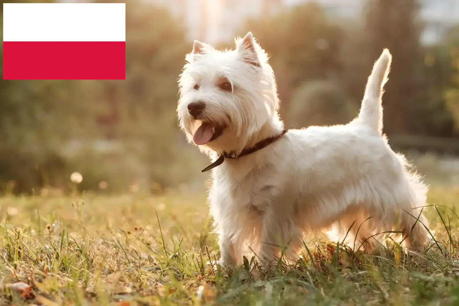 Westie kiskutyák és tenyésztők Lengyelország Itt találhat Westie tenyésztőket Lengyelországban.