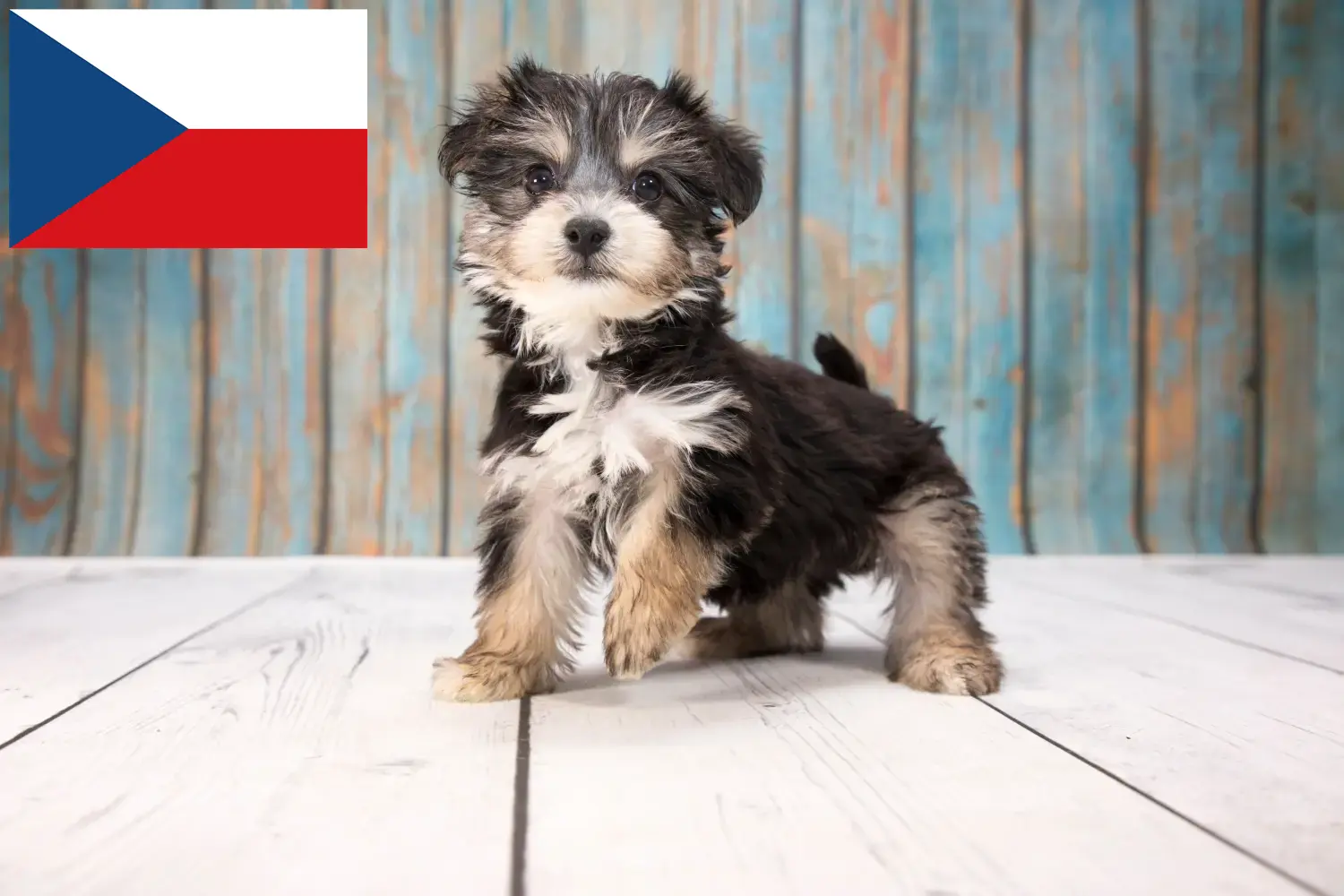 Yorkipoo kiskutyák és tenyésztők Csehország Itt találsz Yorkipoos tenyésztőket Csehországban.