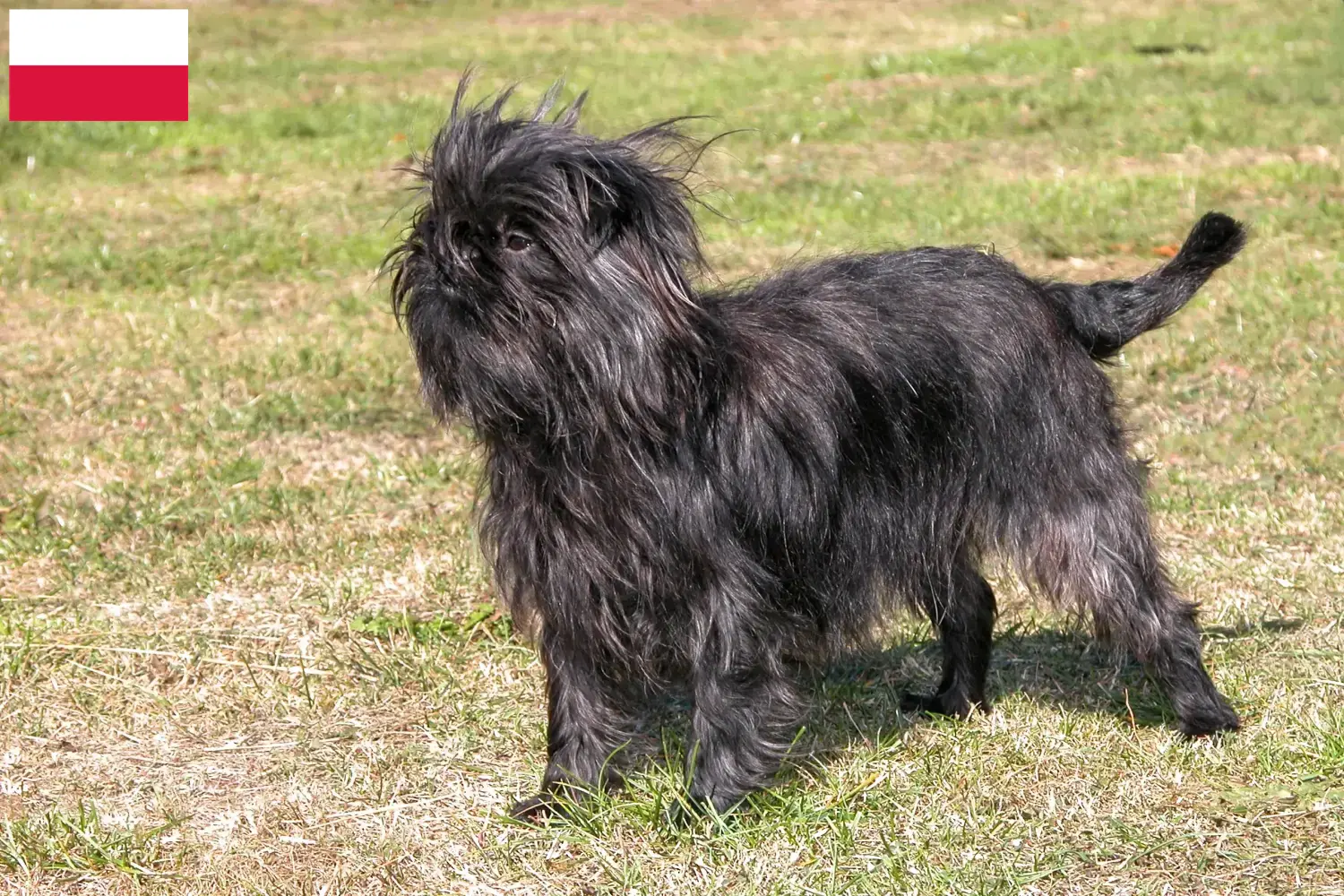Affenpinscher kiskutyák és tenyésztők Lengyelország Itt találhat Affenpinscher tenyésztőket Lengyelországban.