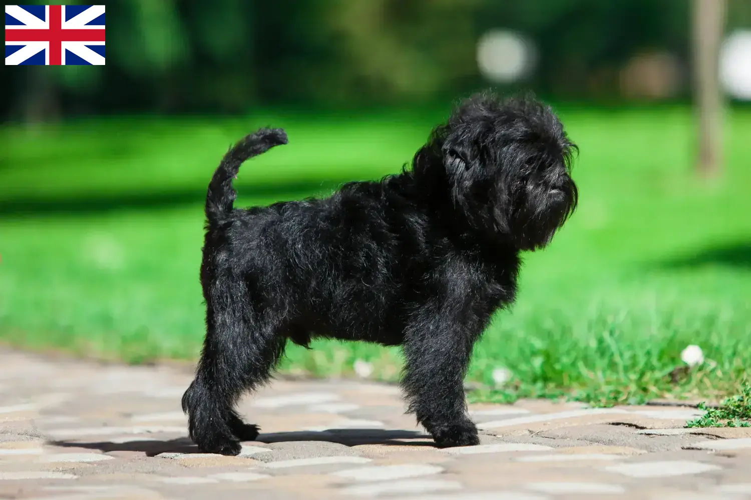 Affenpinscher kiskutyák és tenyésztők Nagy-Britannia Itt találhat Affenpinscher tenyésztőket Nagy-Britanniában.