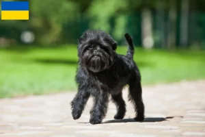 Read more about the article Affenpinscher tenyésztők és kölykök Ukrajnában