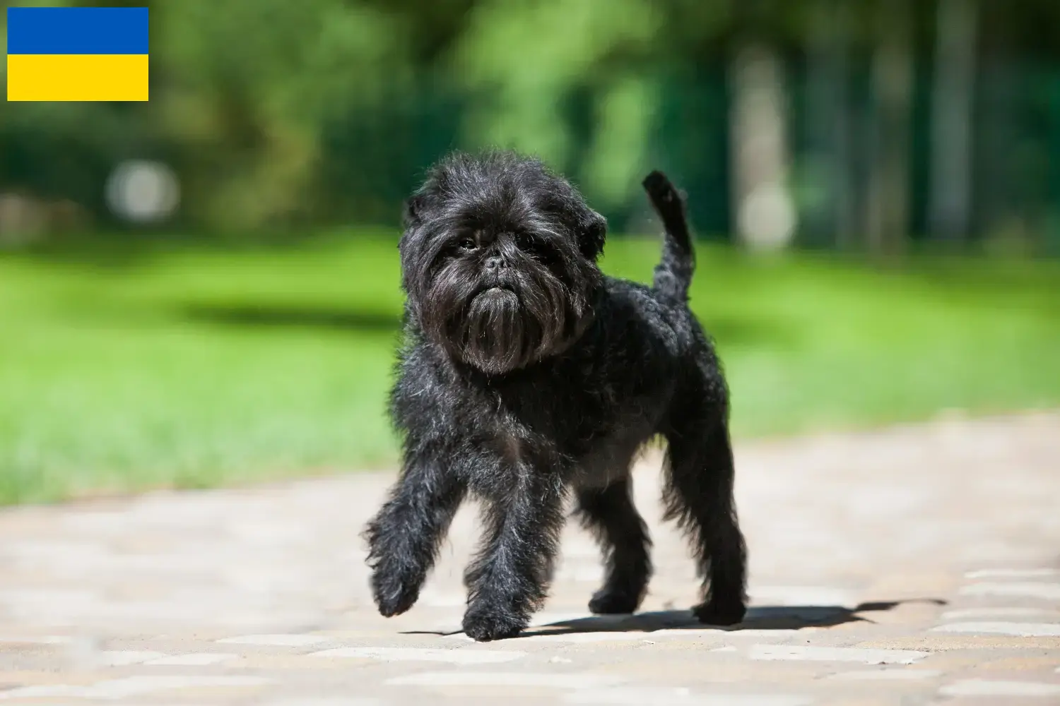 Affenpinscher kiskutyák és tenyésztők Ukrajna Itt találhat Affenpinscher tenyésztőket Ukrajnában.