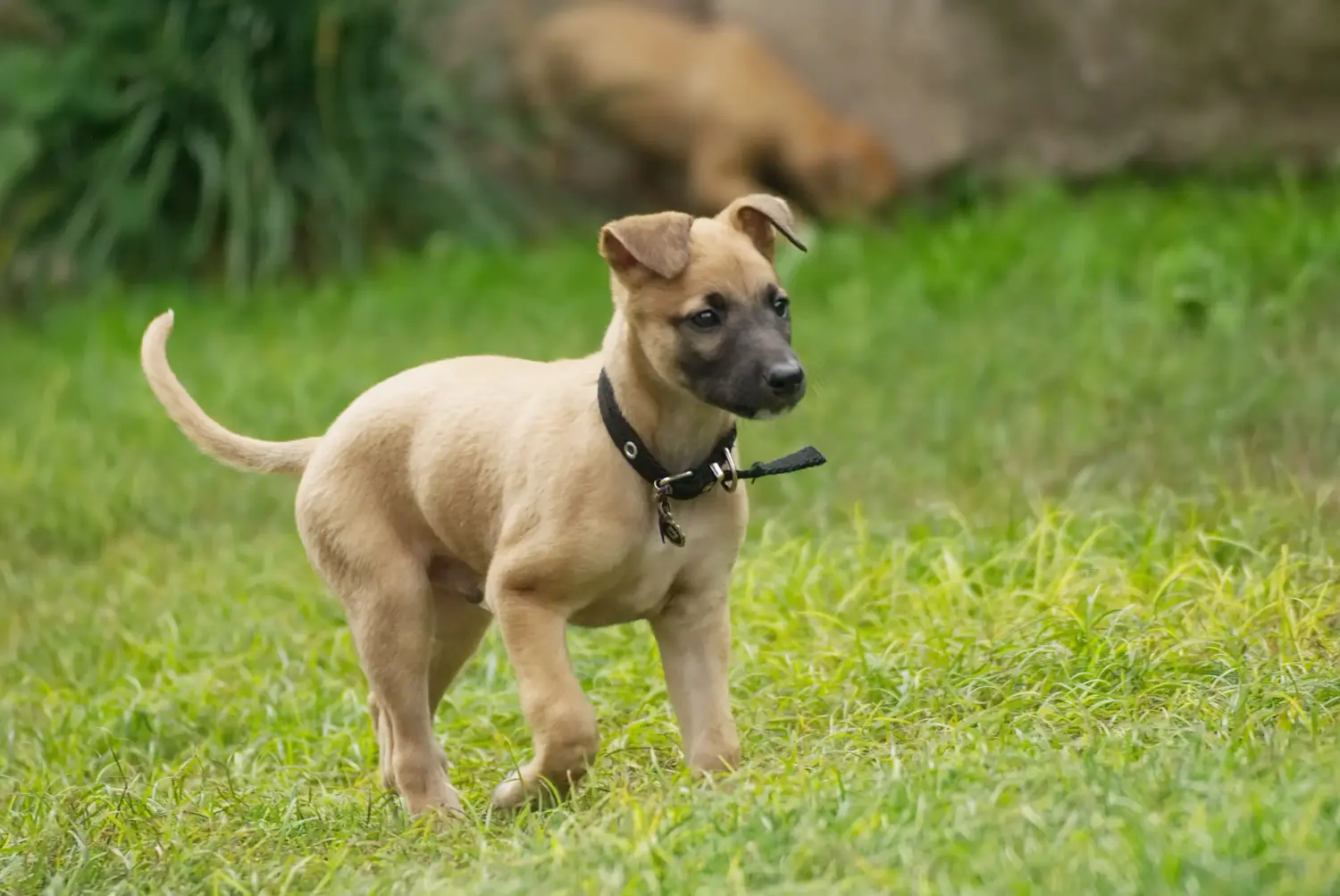 Egy agárkölyök megvásárlása felelősségvállalást jelent! Vásároljon agárkölyköket.