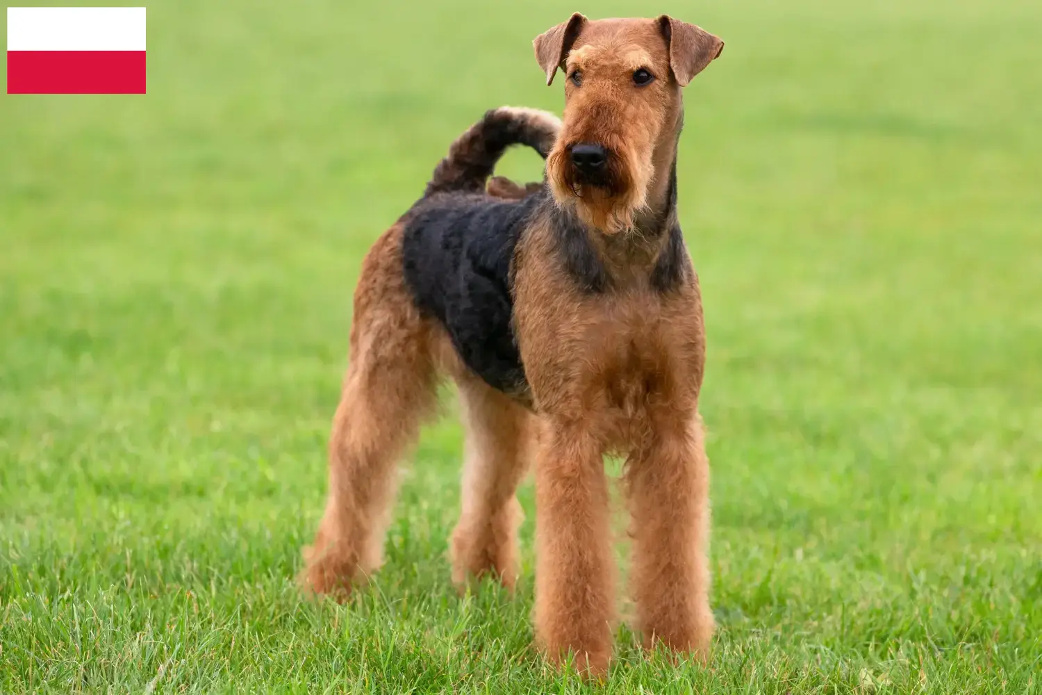 Airedale terrier kölykök és tenyésztők Lengyelország Találj airedale terrier tenyésztőket Lengyelországban.