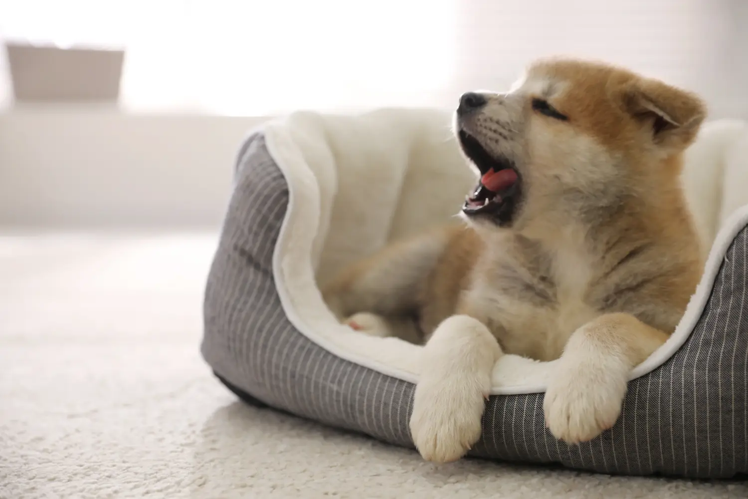 Akita kölyökkutya vásárlása felelősségvállalást jelent! Akita kölyökkutyák vásárlása.