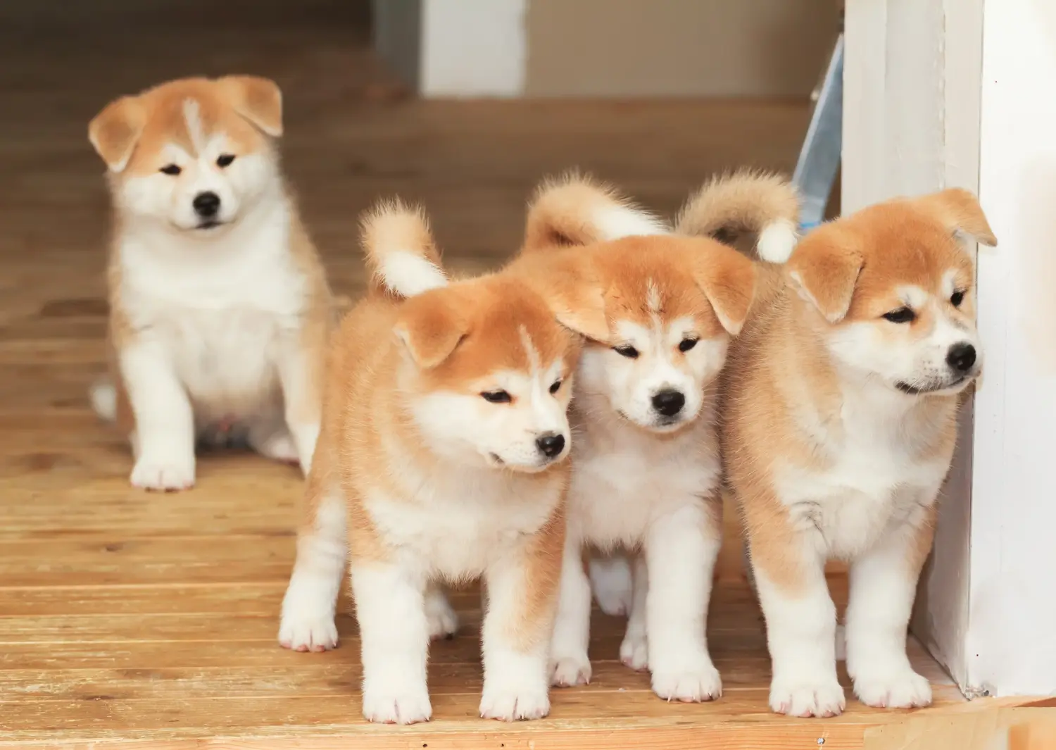 Akita kölyökkutya vásárlása felelősségvállalást jelent! Akita kölyökkutyák vásárlása.