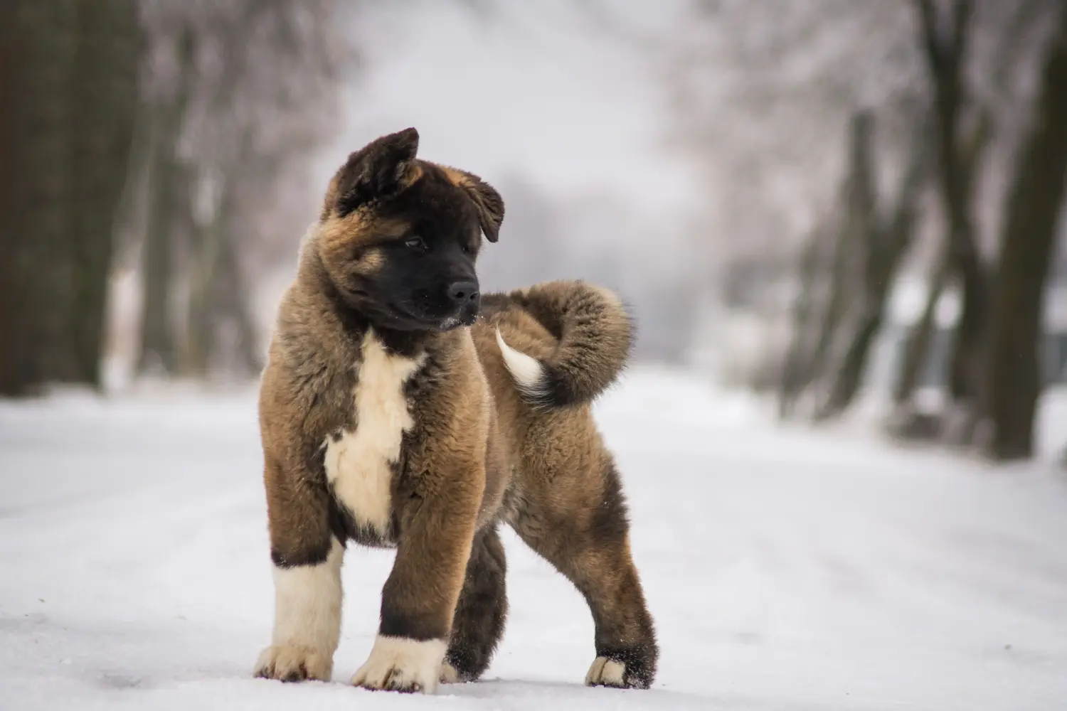 Akita kölyökkutya vásárlása felelősségvállalást jelent! Akita kölyökkutyák vásárlása.