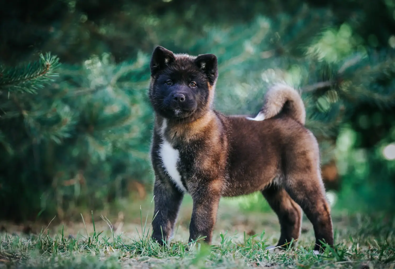 Akita kölyökkutya vásárlása felelősségvállalást jelent! Akita kölyökkutyák vásárlása.