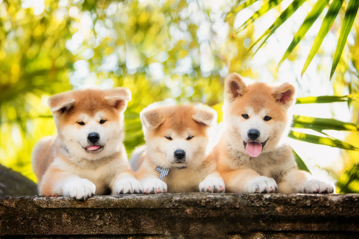 Akita kölyökkutya vásárlása felelősségvállalást jelent! Akita kölyökkutyák vásárlása.