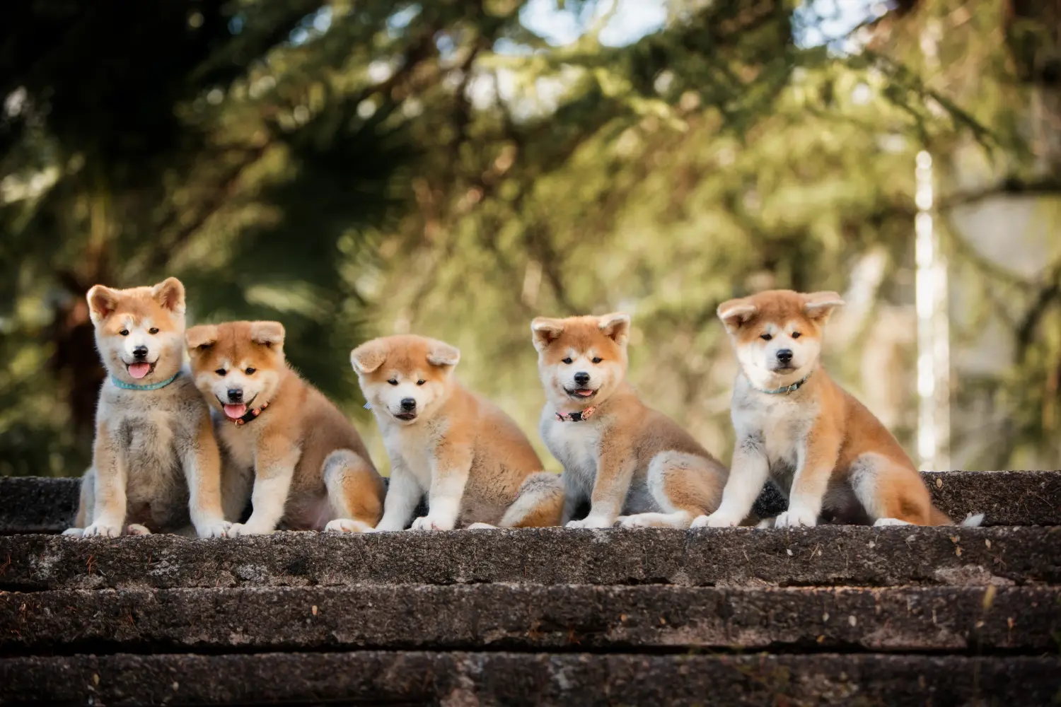 Akita kölyökkutya vásárlása felelősségvállalást jelent! Akita kölyökkutyák vásárlása.