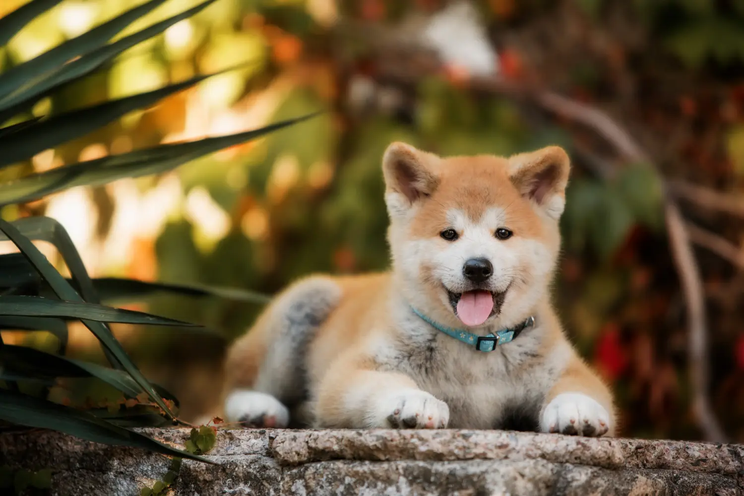 Akita kölyökkutya vásárlása felelősségvállalást jelent! Akita kölyökkutyák vásárlása.