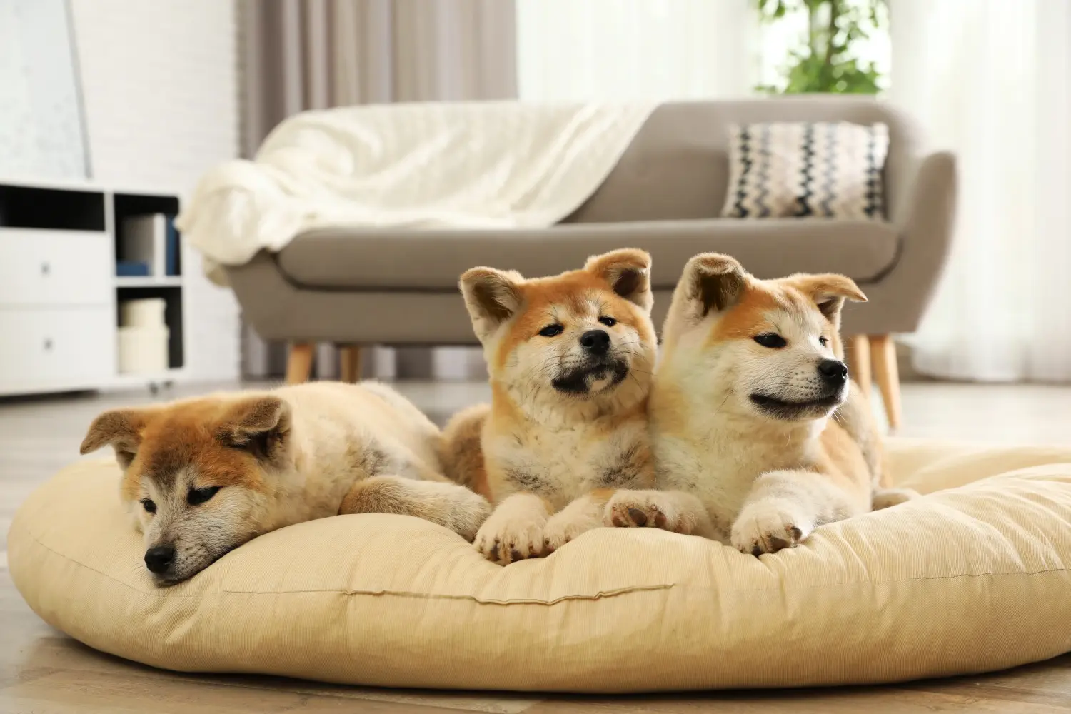 Akita kölyökkutya vásárlása felelősségvállalást jelent! Akita kölyökkutyák vásárlása.